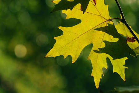 Autumn, maple leaves in a city parkの写真素材