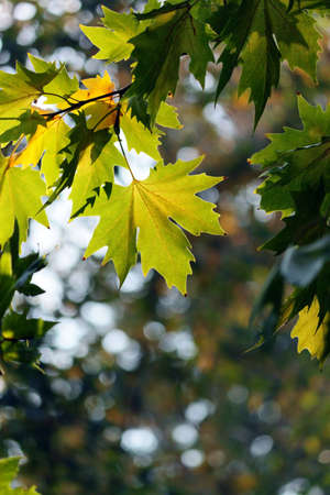 Autumn, maple leaves in a city park