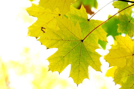 Autumn, maple leaves in a city parkの写真素材