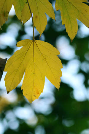 Autumn, maple leaves in a city parkの写真素材
