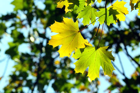 Autumn, maple leaves in a city parkの写真素材