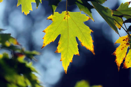 Autumn, maple leaves in a city park