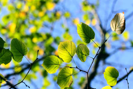Autumn, colorful leaves in a city parkの写真素材