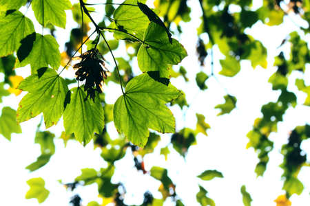 Green leaves in city park in the spring afternoon