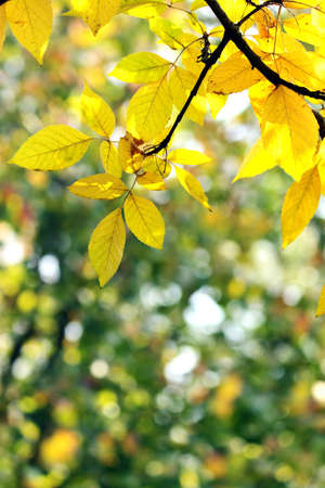 Autumn, colorful leaves in a city parkの写真素材