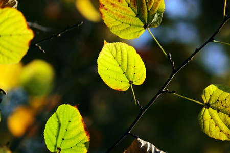 Autumn, colorful leaves in a city parkの写真素材