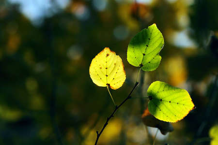 Autumn, colorful leaves in a city park