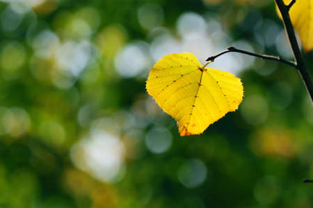 Autumn, colorful leaves in a city parkの写真素材