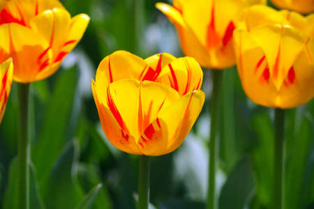 Yellow tulip in the spring in city parkの写真素材