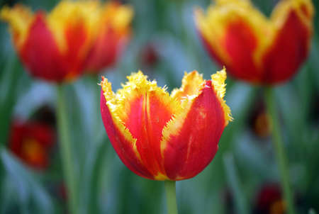 Red tulip in the spring in city park