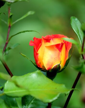 Rose in a city park on a summer morningの写真素材