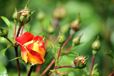 Rose in a city park on a summer morningの写真素材