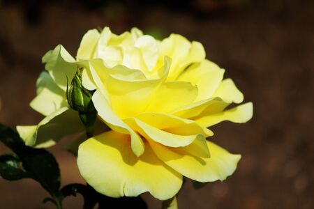 Rose in a city park on a summer morningの写真素材