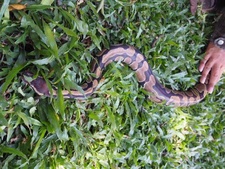 A yellow python on grass.