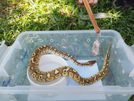 How to feed a yellow python.