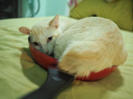 A cream cat is on a red pan.の写真素材