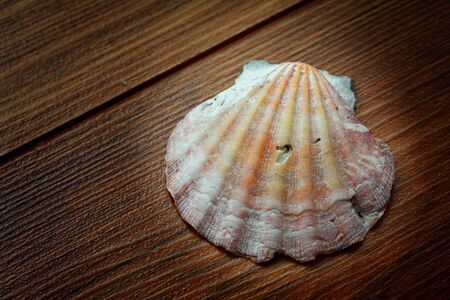 close up of old brown wrinkled seashellの写真素材
