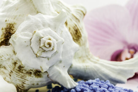 close up of brown seashells on blue saltの写真素材