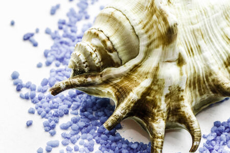 close up of brown seashells on blue saltの写真素材