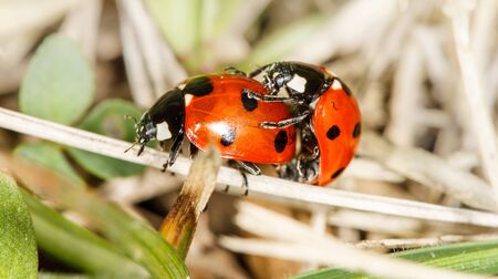 two ladybird insects pair mating (Coccinellidae septempunctata)の写真素材