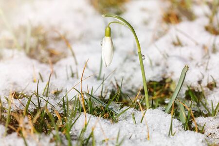 close up of first spring snowdrop flower (disambiguation) blooming in sunny day with snow backgroundの写真素材