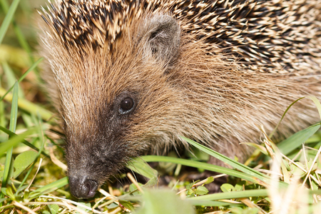 A foraging European hedgehog in the autumn looking for foodの写真素材