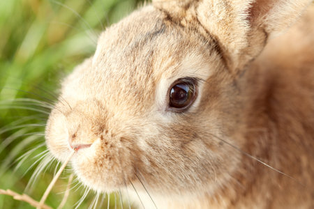 Portrait of a cute brown rabbit in the garden. Close-up.の写真素材