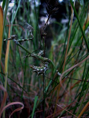 mantis