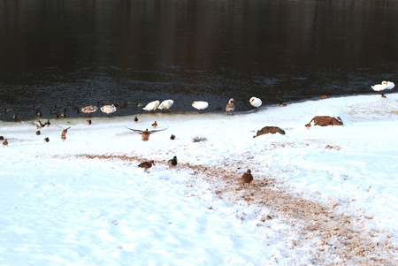 Pack of wild ducks and swans on the snow-covered coast after a cyclone in the early spring.の写真素材