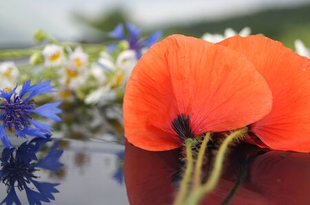 Poppies (Papaver rhoeas) and one cornflower (Centaurea cyanus) stacked in the foregroundの写真素材