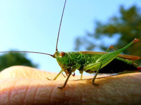 grasshopperの写真素材