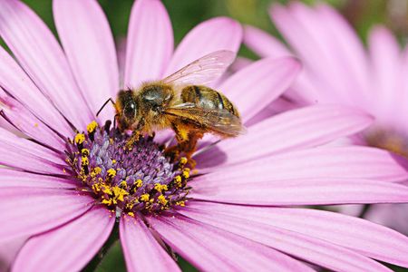  A bee on the flower rechercher