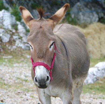 donkeyの写真素材