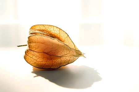 Physalis fruit isloated on a white backgroundの写真素材