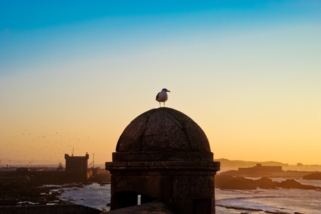 Seagull on shore of the atlantic Sea.の写真素材