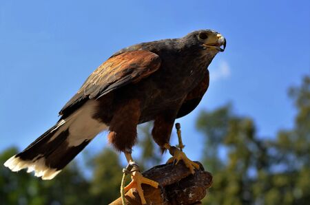 Buzzard Harris Ready To Flyの写真素材