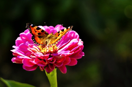 butterfly on a flower Ziniaの写真素材