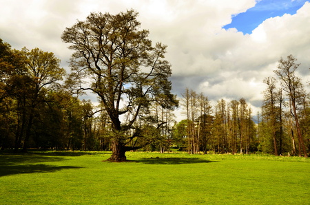 And majestic oak on the meadowの写真素材
