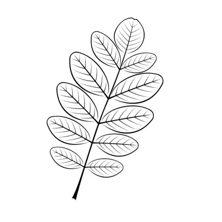 black and white vector illustration of the acacia sheetのイラスト素材