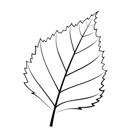 Black and white vector illustration of a birch leafのイラスト素材
