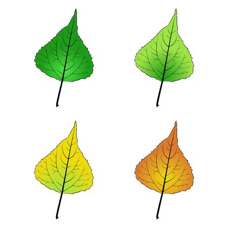 Color variations vector illustration of a poplar leaf.のイラスト素材