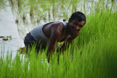 Farmer working in the rice field. Farmer is planting rice.の写真素材