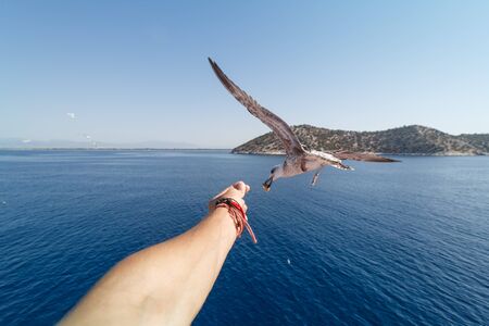 Hand feeding a Seagullの写真素材
