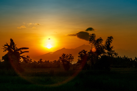 Rice field in sunrise time for background.の写真素材