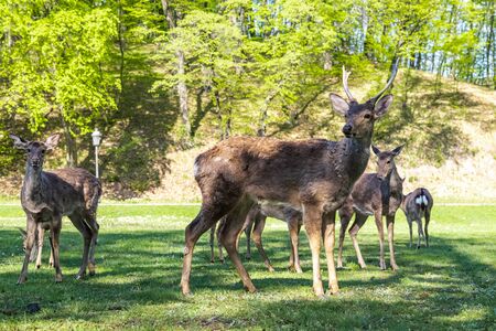 Friendly deers in the park walk freely Ukraineの写真素材