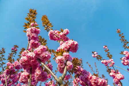 Beautiful cherry blossoms flower on sakura tree and blue skyの写真素材
