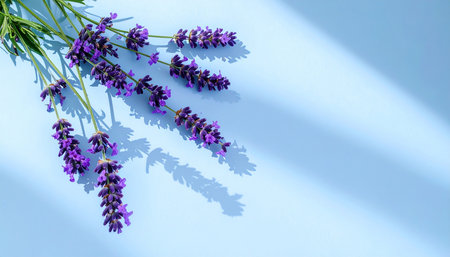Bunch of lavender flowers on blue background with copy space.の素材