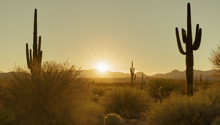 Sunset over Saguaro National Park in Tucson, Arizona.の素材