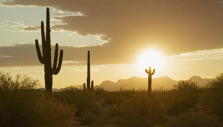 Sunset over the Saguaro National Park, Tucson, Arizonaの素材