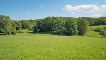 Green meadow with trees and blue sky with white clouds in summerの素材